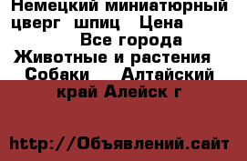 Немецкий миниатюрный(цверг) шпиц › Цена ­ 50 000 - Все города Животные и растения » Собаки   . Алтайский край,Алейск г.